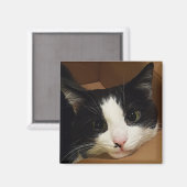 Aimant de chat de Tuxedo (Recto/Verso)