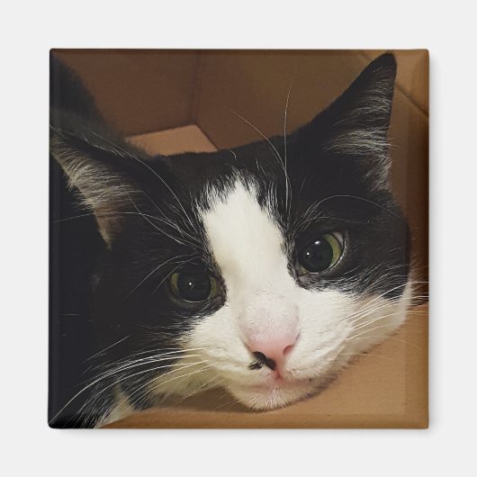 Aimant de chat de Tuxedo (Devant)