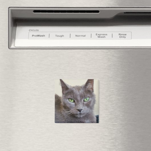 Aimant de chat gris (In Situ (Lave-vaisselle))