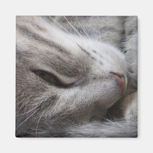 Aimant de chat gris (Devant)
