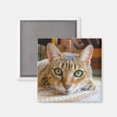Aimant de chat mignon (Recto/Verso)