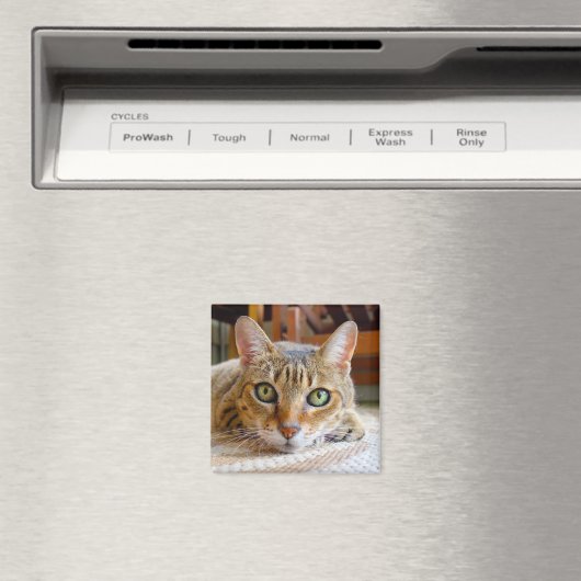 Aimant de chat mignon (In Situ (Lave-vaisselle))
