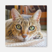 Aimant de chat mignon (Devant)