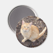 Aimant de chat orange (Recto/Verso)