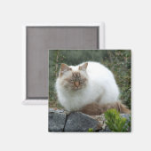 Aimant de chat pedigree aux cheveux longs (Recto/Verso)