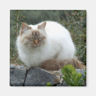 Aimant de chat pedigree aux cheveux longs