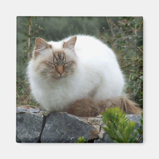 Aimant de chat pedigree aux cheveux longs (Devant)