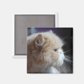 Aimant de chat perse purr (Recto/Verso)
