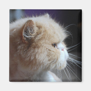 Aimant de chat perse purr