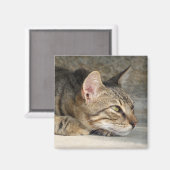 Aimant de chat réfléchi (Recto/Verso)