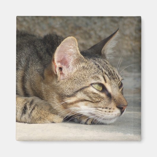 Aimant de chat réfléchi (Devant)