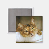 Aimant de chat Tabby doux (Recto/Verso)