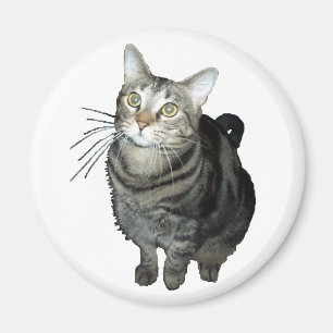 Aimant de chat tigré