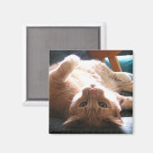 Aimant de chat vers le bas (Recto/Verso)