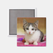 Aimant de chaton doux (Recto/Verso)