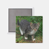 Aimant de chaton trié de tigre (Recto/Verso)