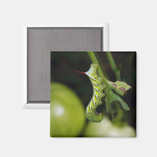 Aimant de chenille de tabac (Recto/Verso)