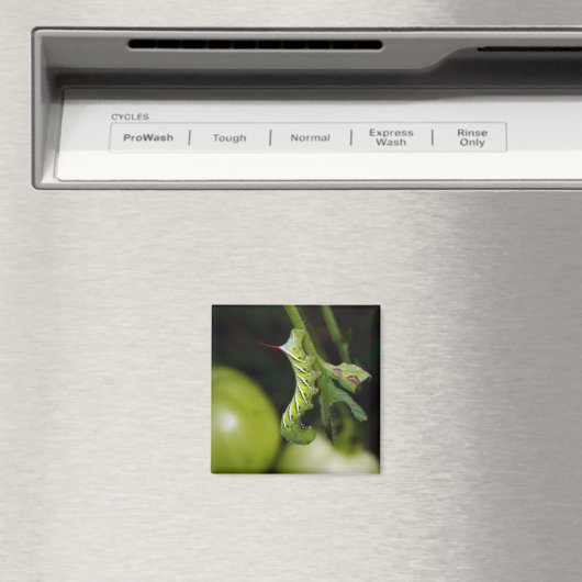 Aimant de chenille de tabac (In Situ (Lave-vaisselle))