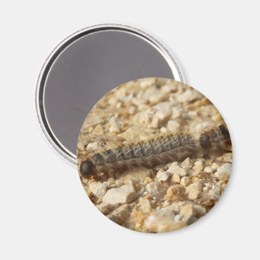 Aimant de chenilles de transformation (Recto/Verso)