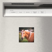 Aimant de cheval (In Situ (Lave-vaisselle))