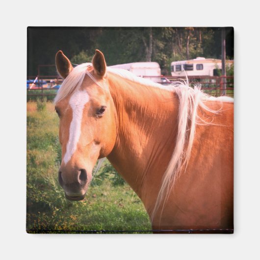 Aimant de cheval (Devant)