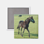 Aimant de cheval (Recto/Verso)