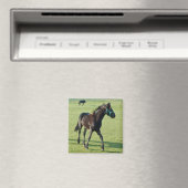Aimant de cheval (In Situ (Lave-vaisselle))
