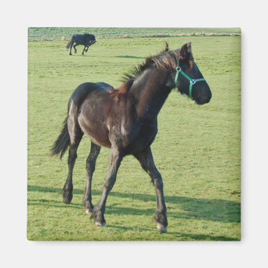 Aimant de cheval (Devant)