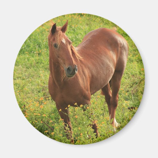 Aimant de cheval (Devant)