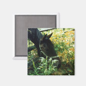 Aimant de cheval (Recto/Verso)