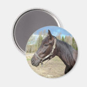 Aimant de cheval (Recto/Verso)