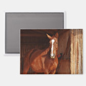 aimant de cheval de grange (Recto/Verso)