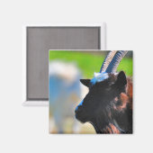 Aimant de chèvre (Recto/Verso)