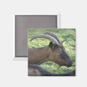 Aimant de chèvre alpine (Recto/Verso)