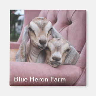 Aimant de chèvre de bébé Smooshie