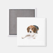 Aimant de chien beagle (Recto/Verso)