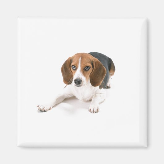 Aimant de chien beagle (Devant)
