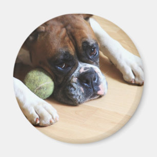 Aimant de chien de boxeur
