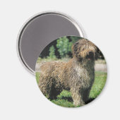 Aimant de chien d'eau espagnol (Recto/Verso)