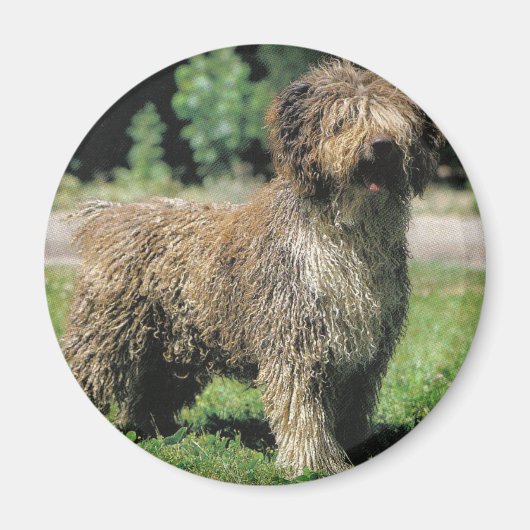 Aimant de chien d'eau espagnol (Devant)