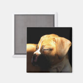 Aimant de chiot de boxe dormant (Recto/Verso)