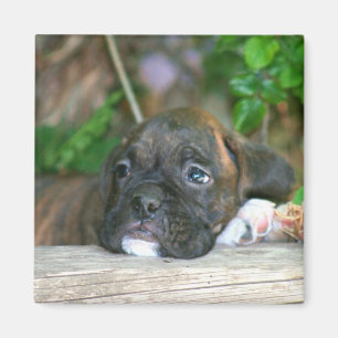 Aimant de chiot de boxeur