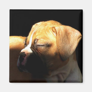 Aimant de chiot de boxeur de sommeil