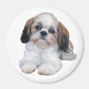 Aimant de chiot de Shih Tzu