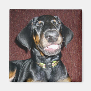 Aimant de chiot Doberman Pinscher souriant