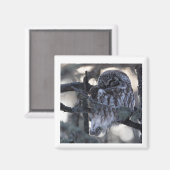 Aimant de Chouette boréale (Recto/Verso)