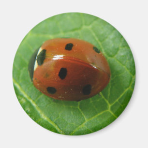 Aimant de coccinelle