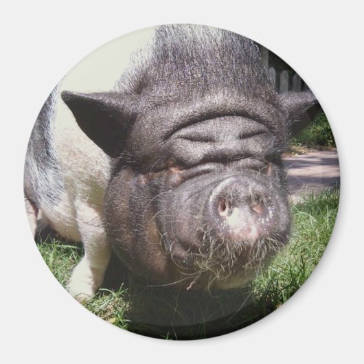 Aimant de cochon à ventre (Devant)