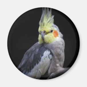 Aimant de Cockatiel