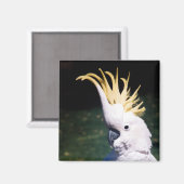 Aimant de Cockatoo à poitrine de soufre (Recto/Verso)